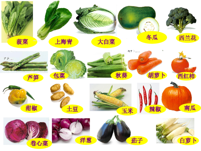 蔬菜有几种