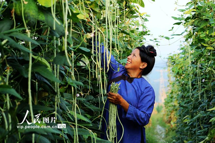 贵州农村自己种蔬菜视频