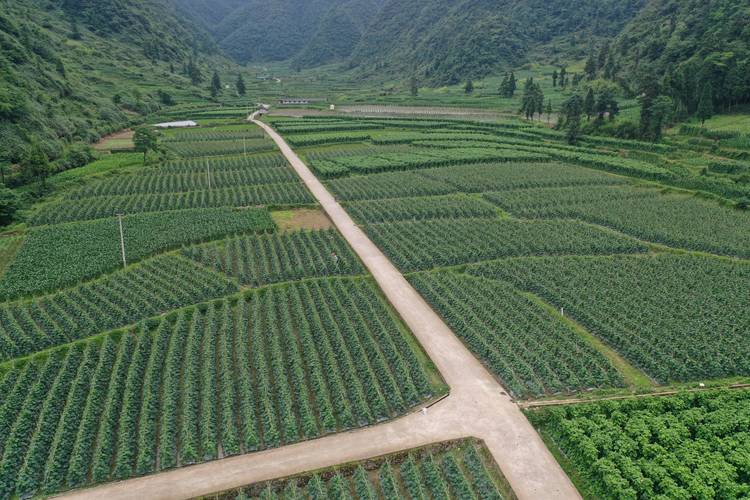 贵州蔬菜种植基地