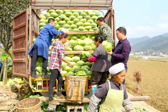 重庆农村丰收蔬菜市场