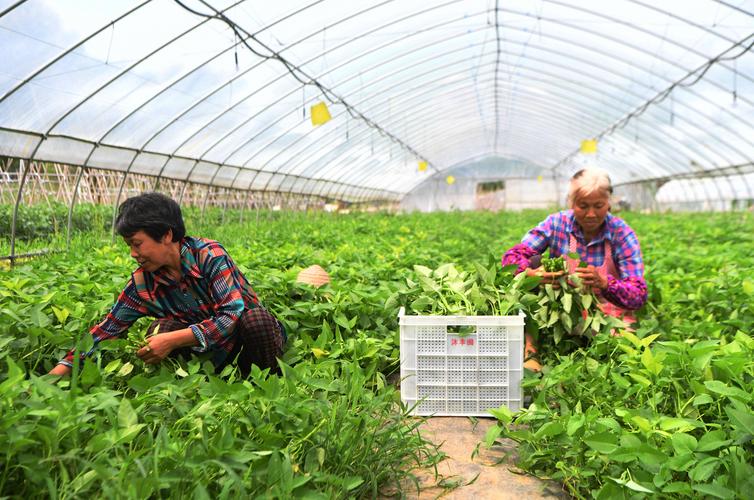 重庆农村种植蔬菜视频介绍