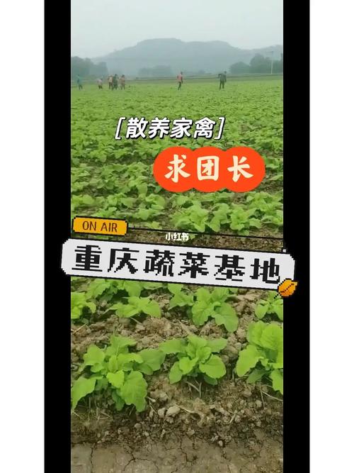 重庆蔬菜基地联系方式