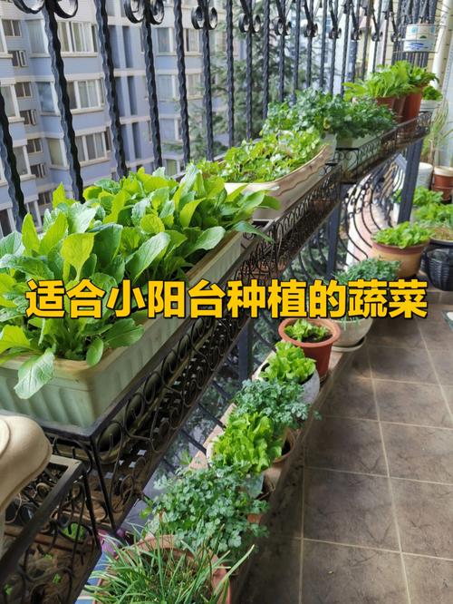 阳台上能种蔬菜吗农村
