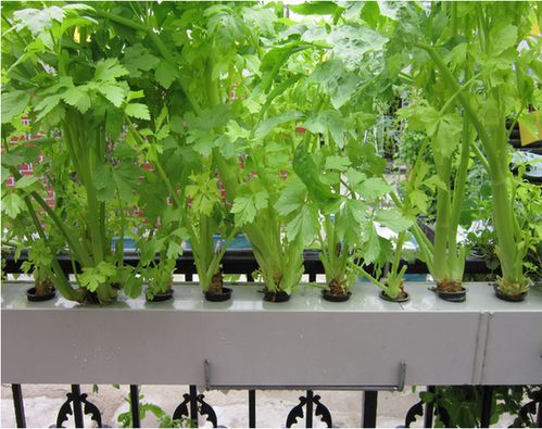 阳台可以种绿色蔬菜吗农村