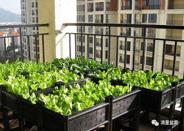 阳台种植蔬菜能养活吗农村