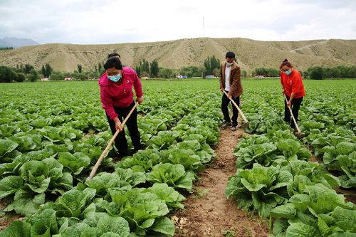 青藏高原农村种蔬菜吗