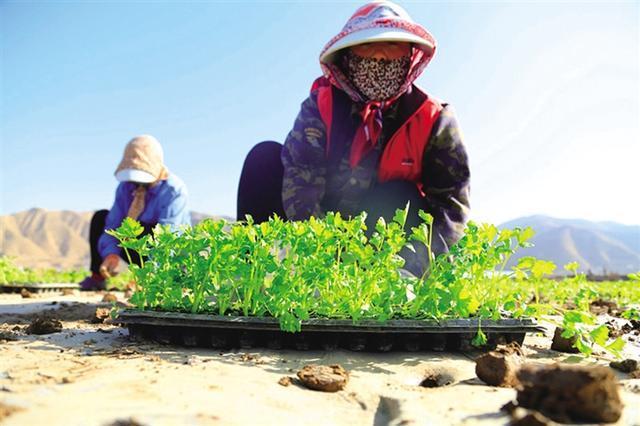 青藏高原农村种蔬菜视频