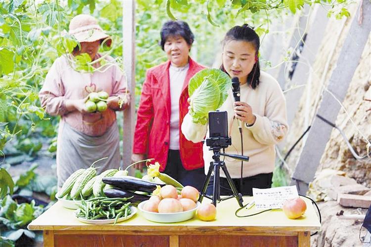 静海农村蔬菜视频直播