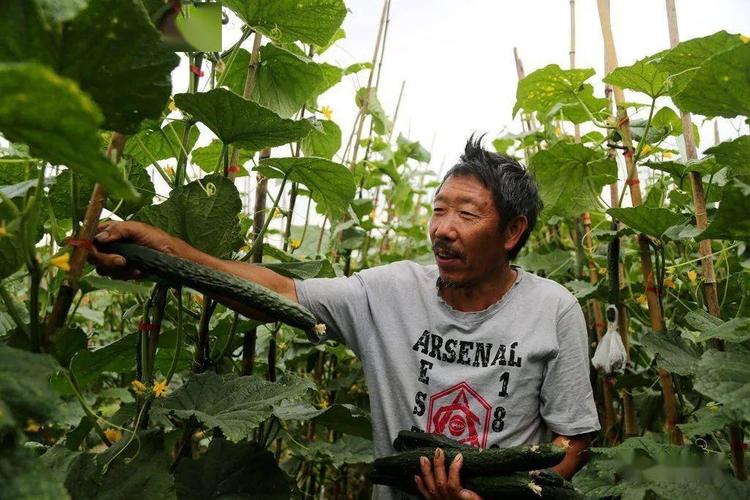 86岁农村人吃蔬菜黄瓜