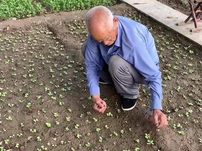 86岁农村人吃蔬菜种子的相关图片
