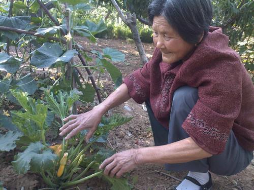 86岁农村人吃蔬菜黄瓜的相关图片