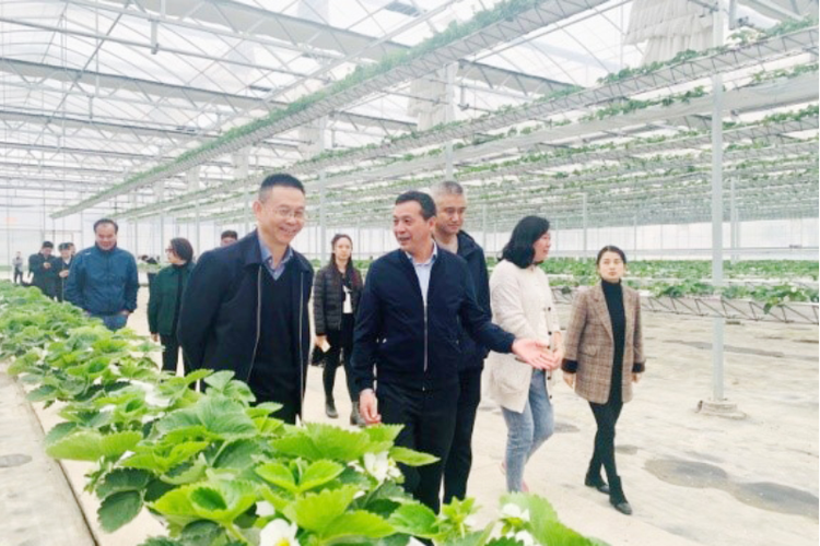 上海农业农村委员会蔬菜办的相关图片