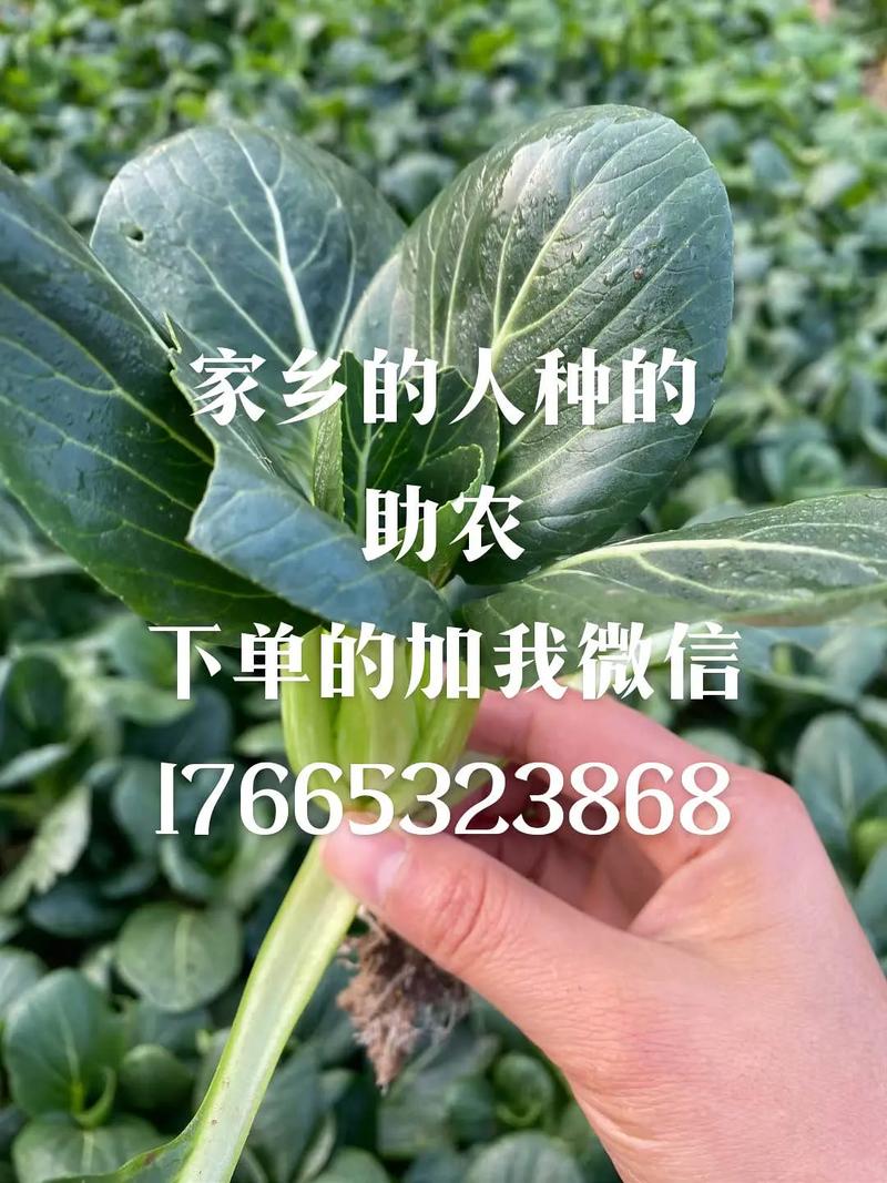 上海农村蔬菜网的相关图片