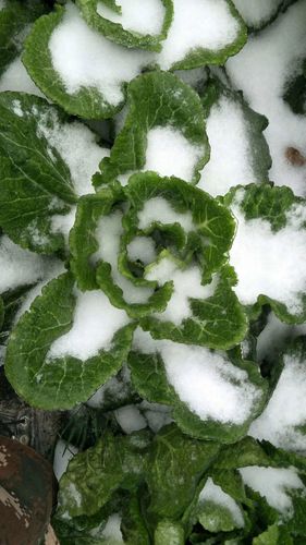 东北农村冬季蔬菜的相关图片