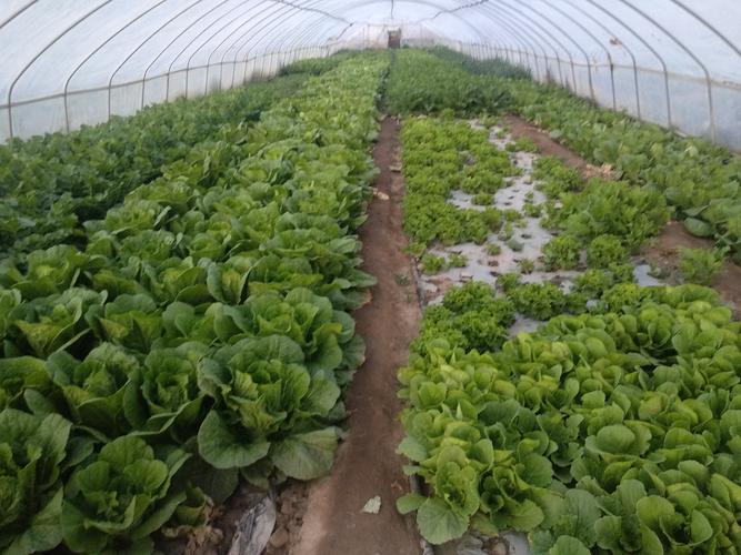 东北农村种植蔬菜大棚图片的相关图片