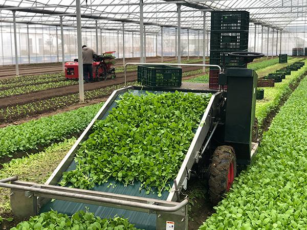 东营农村蔬菜种植设备厂的相关图片