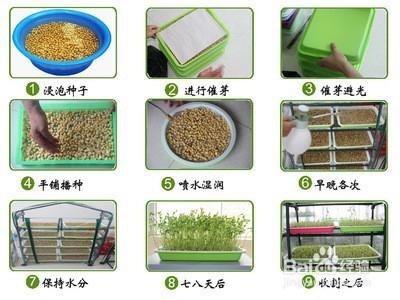 东营农村蔬菜种植过程图的相关图片