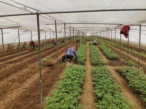 东营农村蔬菜种植过程图片的相关图片