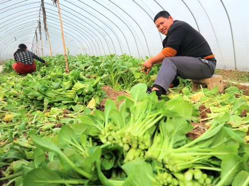 中国人在农村种植蔬菜视频的相关图片