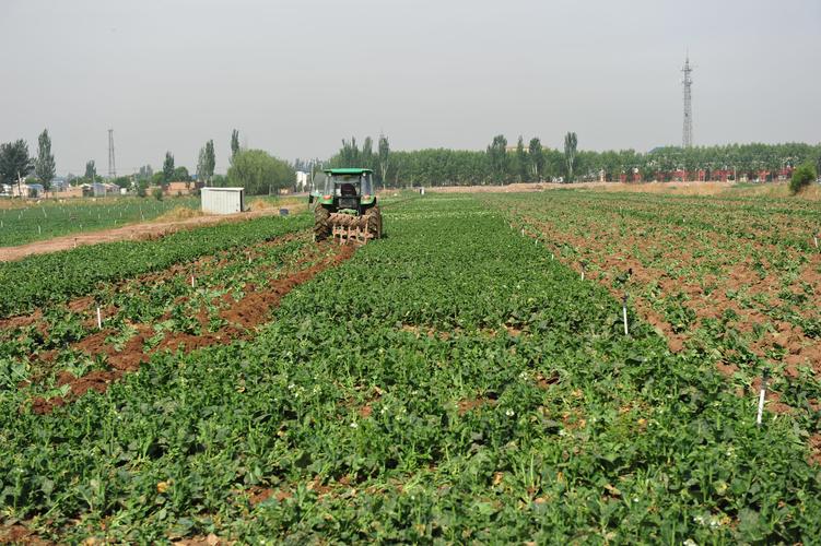 九原区农村蔬菜种植基地的相关图片