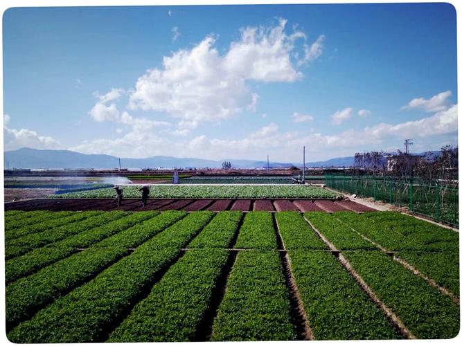 云南农村生态蔬菜基地的相关图片