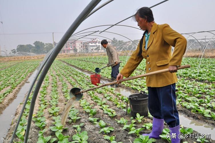云南农村种植蔬菜视频教程的相关图片