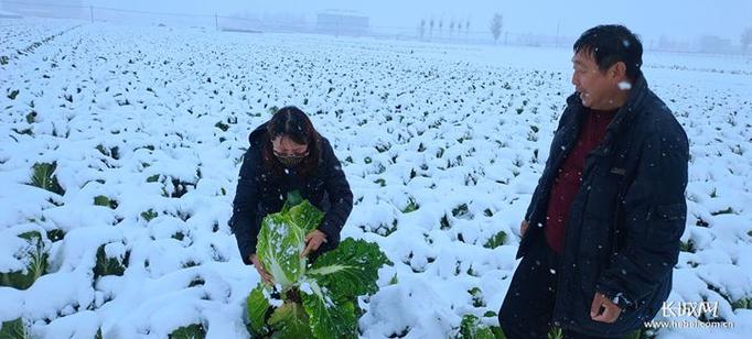 农业农村冬季蔬菜供应情况的相关图片
