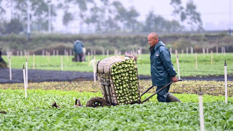 农业农村部关于蔬菜生产的相关图片