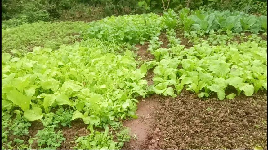 农村30亩蔬菜视频播放的相关图片
