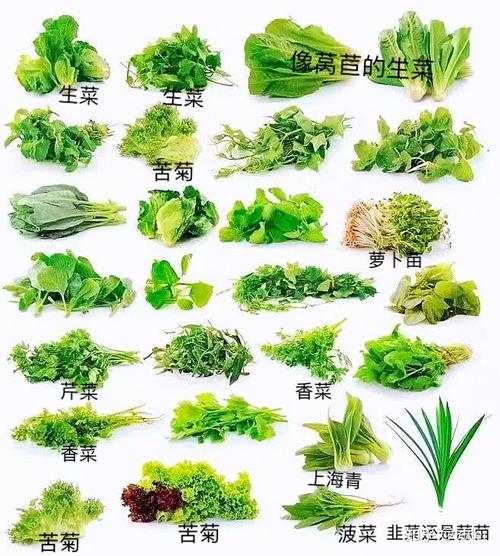 农村365种蔬菜的相关图片