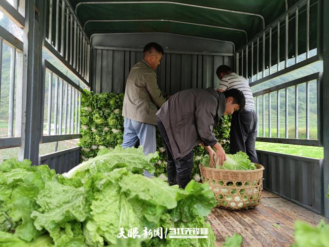农村4万多斤蔬菜运往河北的相关图片