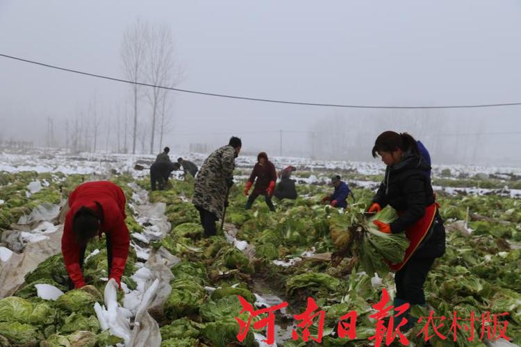 农村50万斤蔬菜视频的相关图片