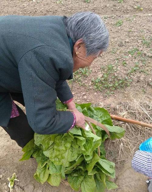 农村60岁大妈搞蔬菜种植的相关图片