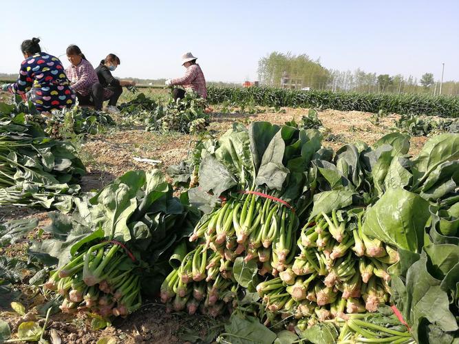 农村8元一斤蔬菜图片的相关图片