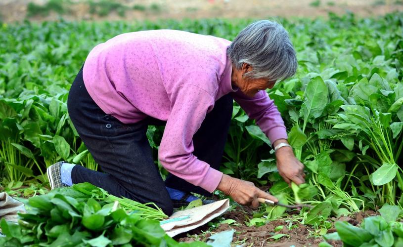 农村七旬老人种植蔬菜图片的相关图片