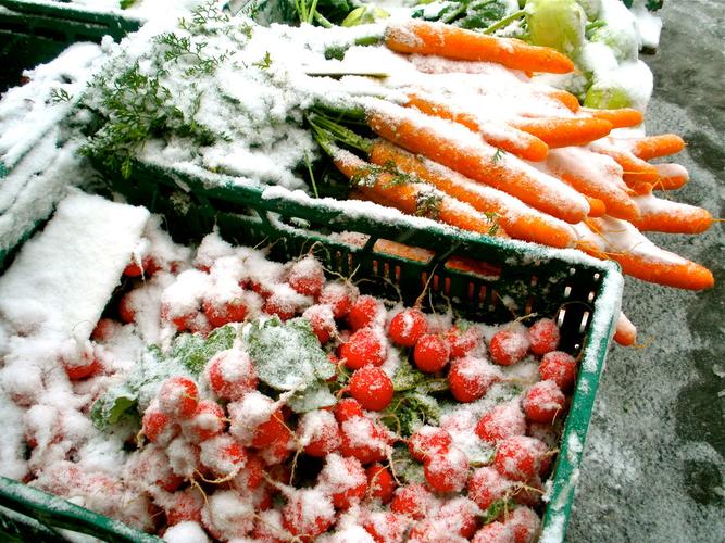 农村下雪种什么蔬菜的相关图片