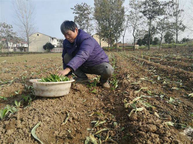 农村人种植蔬菜教学视频的相关图片