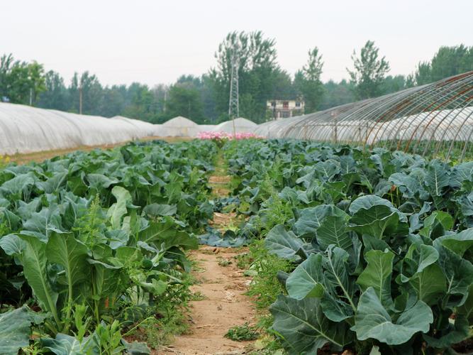 农村养殖种植蔬菜的相关图片