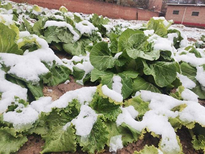 农村冬季蔬菜如何防冻保暖的相关图片