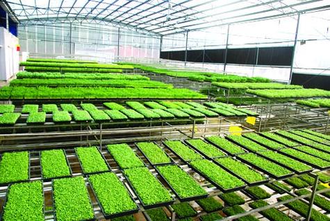 农村创业办蔬菜育苗工厂的相关图片