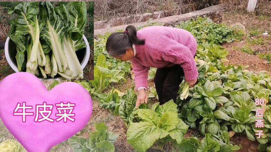 农村吃绿色蔬菜视频大全的相关图片