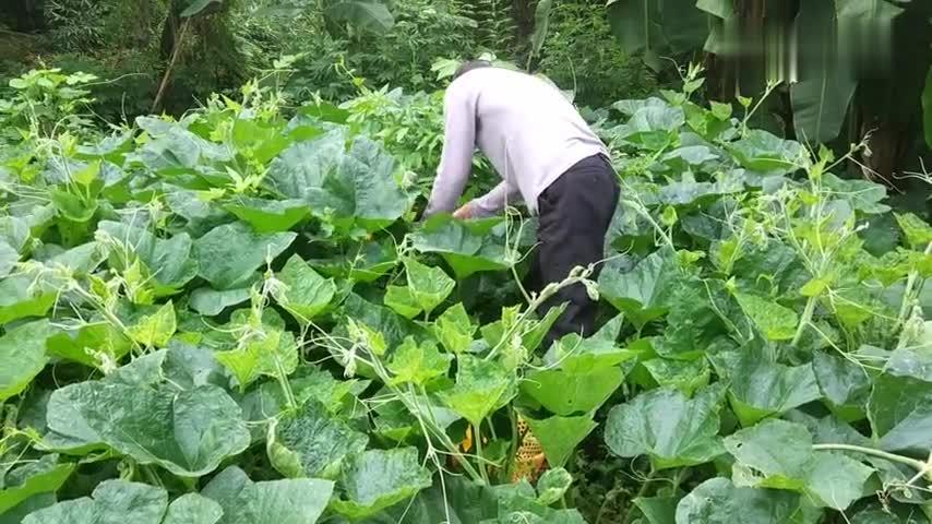 农村吃绿色蔬菜视频播放的相关图片