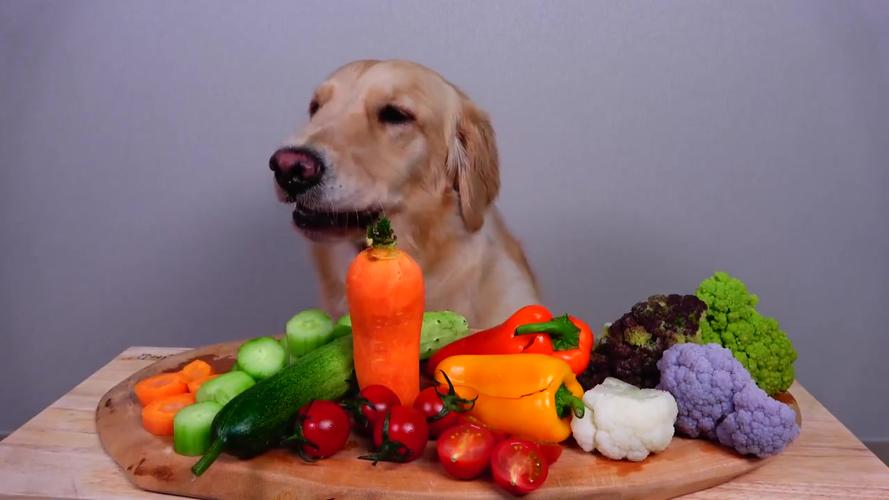 农村哪些蔬菜可以给狗狗吃的相关图片