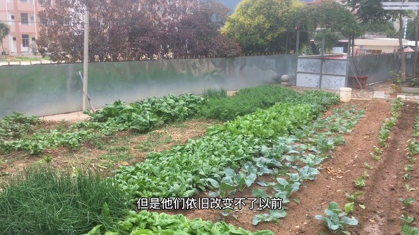 农村土豪种蔬菜视频播放的相关图片
