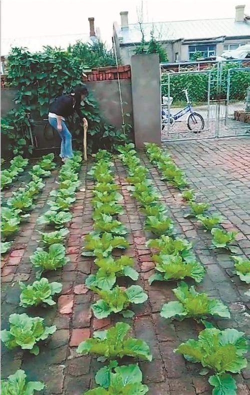 农村地砖种植蔬菜的相关图片