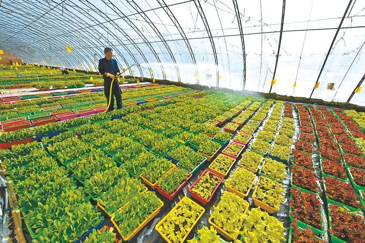 农村大棚种植有机蔬菜补贴的相关图片