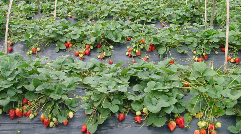 农村大棚草莓蔬菜的相关图片