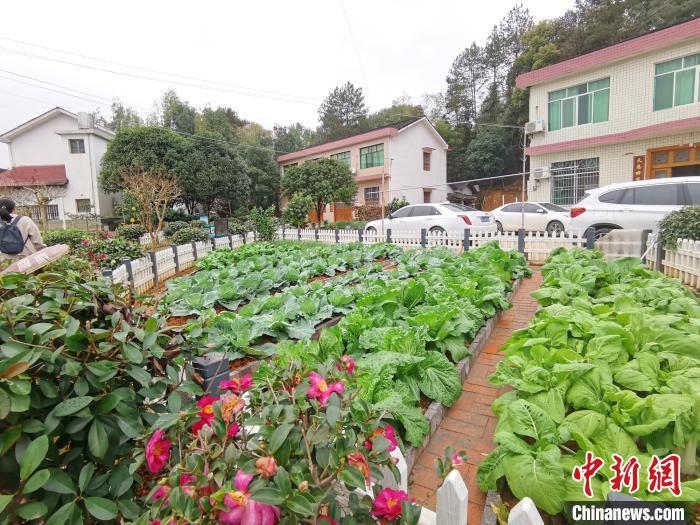 农村大门口种植蔬菜视频的相关图片