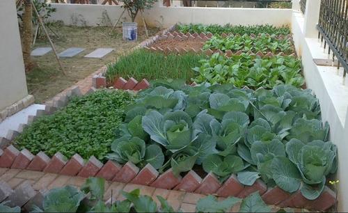 农村大院子种蔬菜视频真实的相关图片