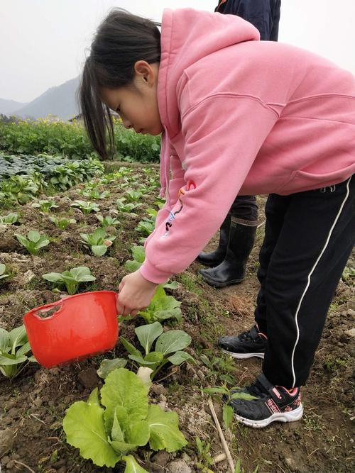 农村女人给蔬菜浇水视频的相关图片